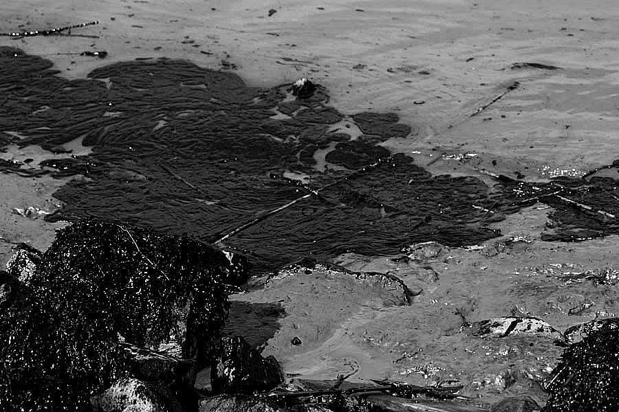 Pollution de l'estuaire de la Loire au fuel lourd par la raffinerie Total de Donges 2008