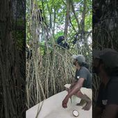 singes dans la mangrove à BENTOTA (Sri Lanka)