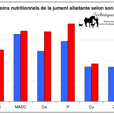 Mise à la reproduction de la jeune jument de sport
