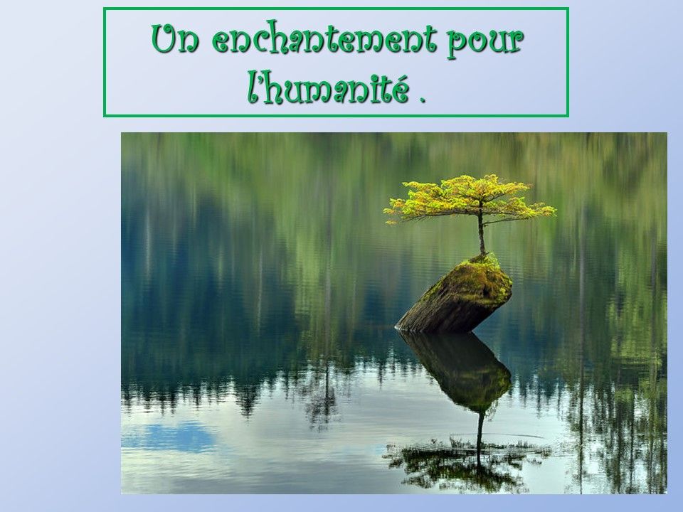 Divers - Arbre voulant vivre