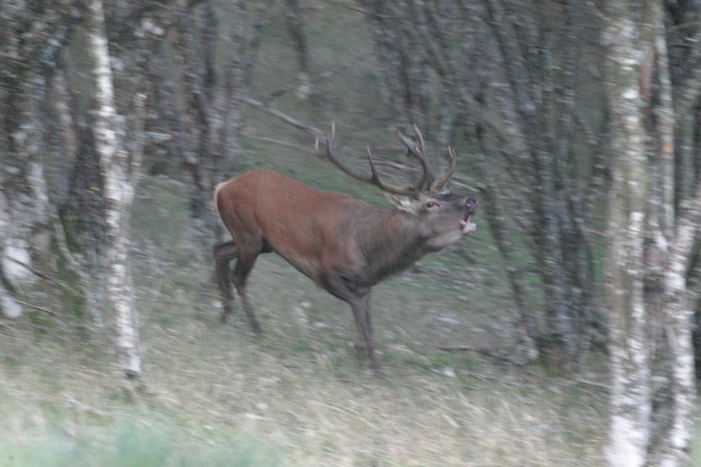 femelle bouquetin dans les alpes Italienne