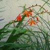 crocosmia