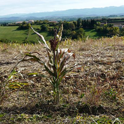 Vivre la fleur aux dents 45 ans après