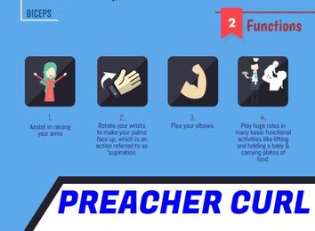Infographic: All About the Preacher Curl