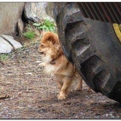 les chiens sur le Camino de Santiago de Compostelle