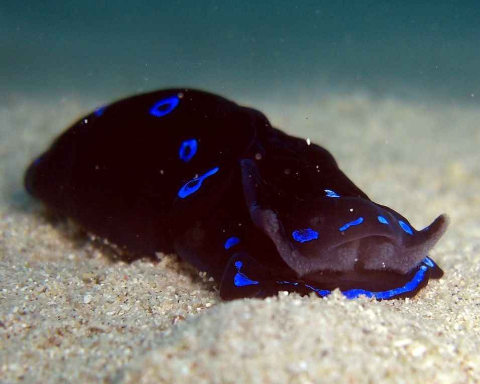 C'est un groupe de prédateurs carnivores qui domine les environnements marins sableux et vaseux dans lesquels résident de nombreuses proies potentielles relativement immobile tel que des bivalves et des polychètes
Les céphalaspides sont les plus