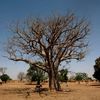 Au Sahel, des arbres et des bêches pour lutter contre l’avancée du désert