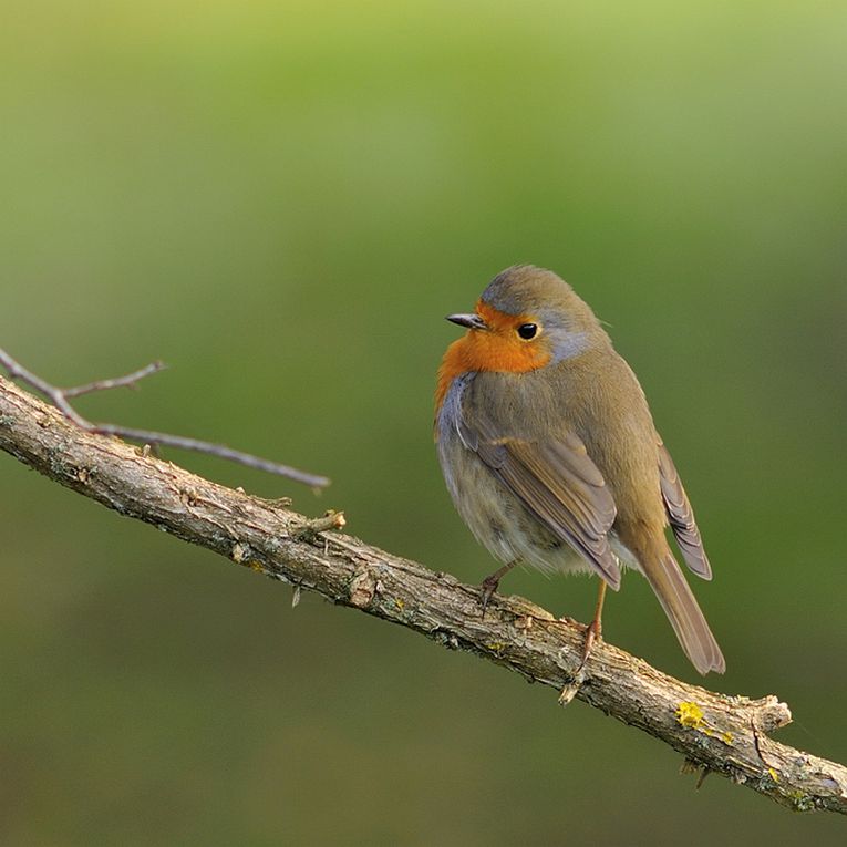 Album - Les oiseaux des jardins