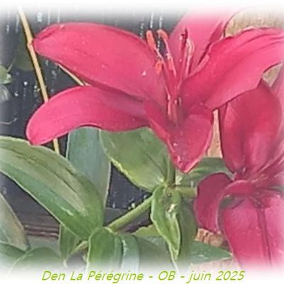 Le bouquet du dimanche