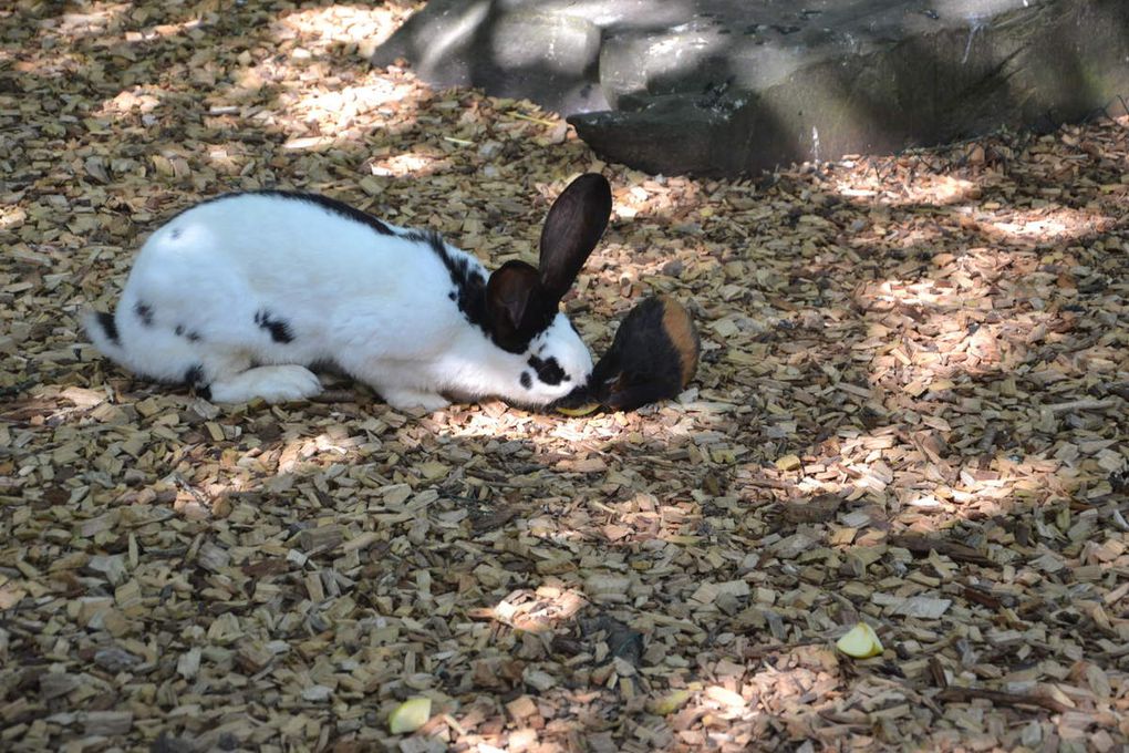 Sortie scolaire des PS-MS- GS au Zoo de Champrépus