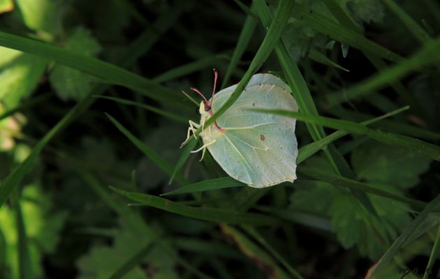 quel drôle de papillon !