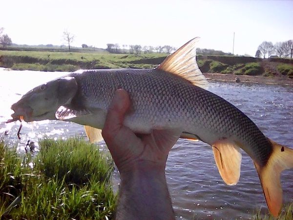 Barbillons, et bovins de l'Arroux