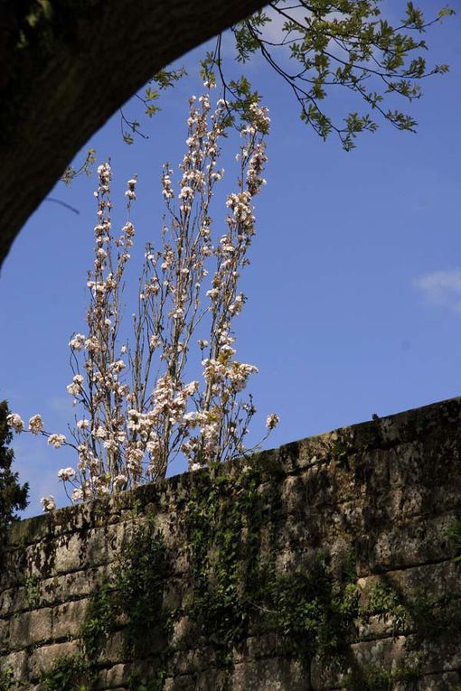 Les remparts de la ville de Guérande au printemps