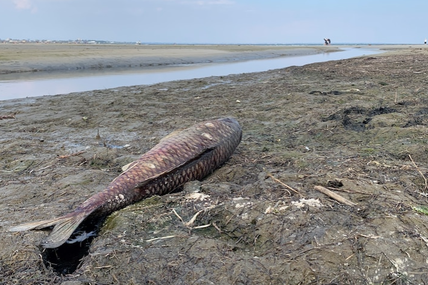 Melbourne Transport and Warehousing says it is behind the spill that killed hundreds of fish in Altona waterways