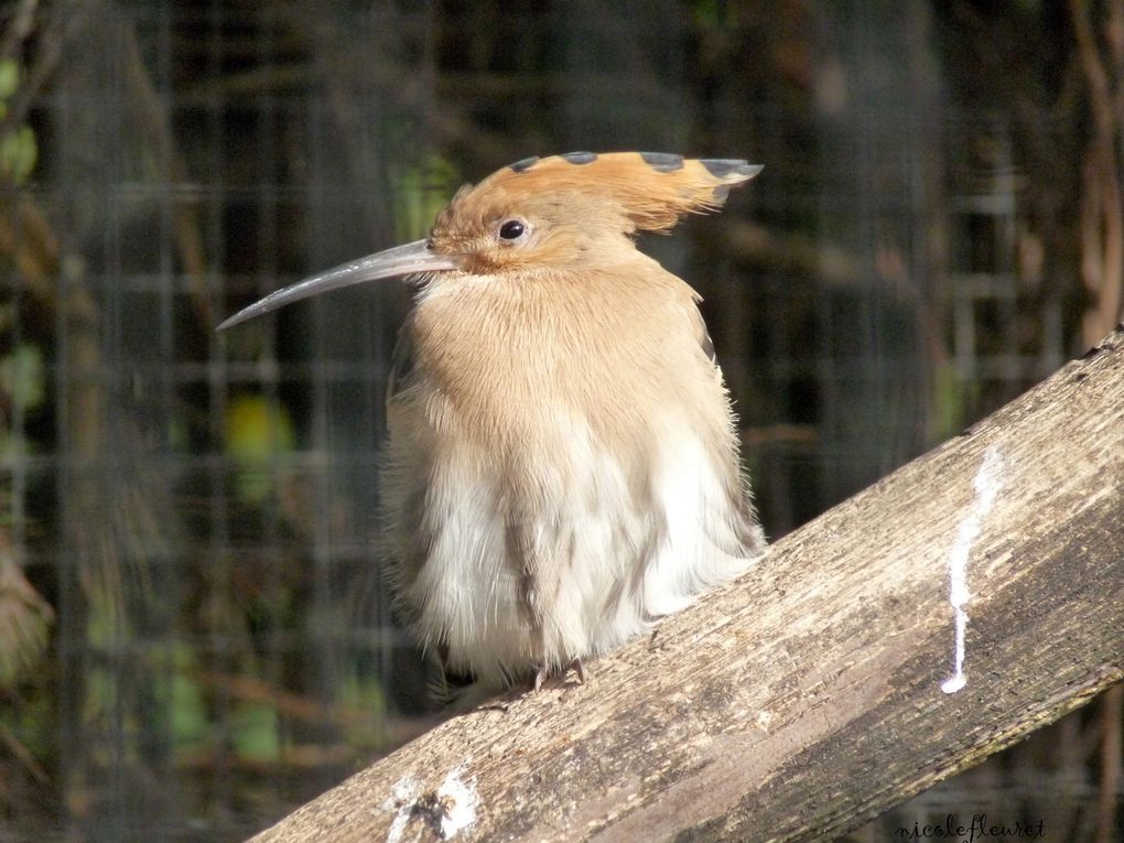 près de Lyon, une magnifique réserve d'oiseaux des 5 continents