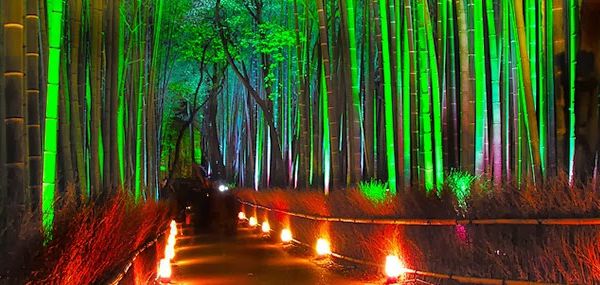 La superbe forêt de Bambous de Sagano, Japon