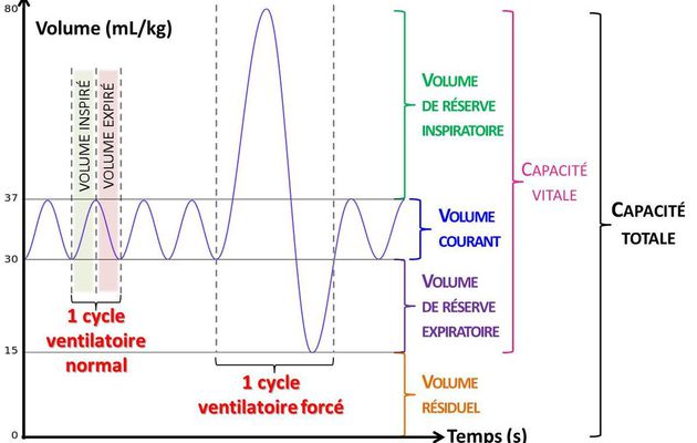 Volumes pulmonaires