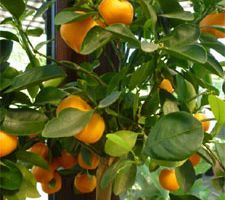 eau d'oranger calamondin