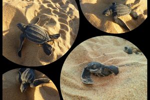 Emergence de petites tortues Luths