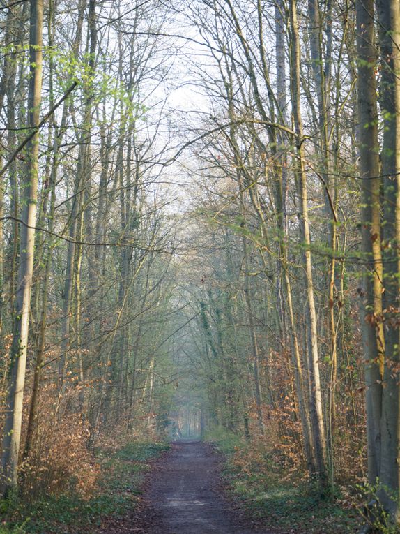 La chasse à l'écureuil (suite)