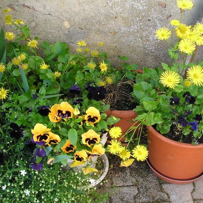 14 mai 2013, les fleurs font la nique au mauvais temps