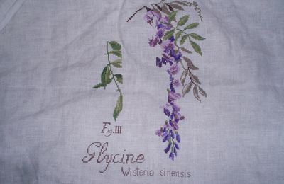 Etude Botanique "Ma Glycine"  Semaine 2