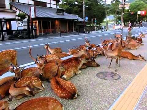 Des biches et des cerfs se reposent sur une autoroute