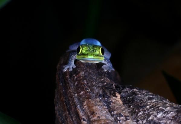 <p>Quelques clich&eacute;s de ces l&eacute;zards fabuleux et peu connus que sont les Phelsuma</p>
<p>Nous poss&egrave;dons plusieurs esp&egrave;ces (P. madagascariensis grandis, P. laticauda, P. inexpectata, P. ornata, P.klemmeri,...)&nbsp;et sommes toujours &agrave; la recherche de nouvelles esp&egrave;ces...</p>