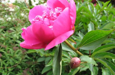 La fleur des chinois