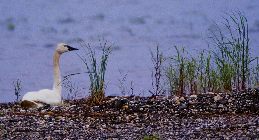 Album - oiseaux et mammifères-d-Alaska