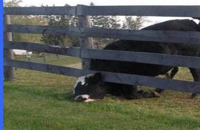 Quand l'herbe semble plus verte de l'autre côté de la clôture...