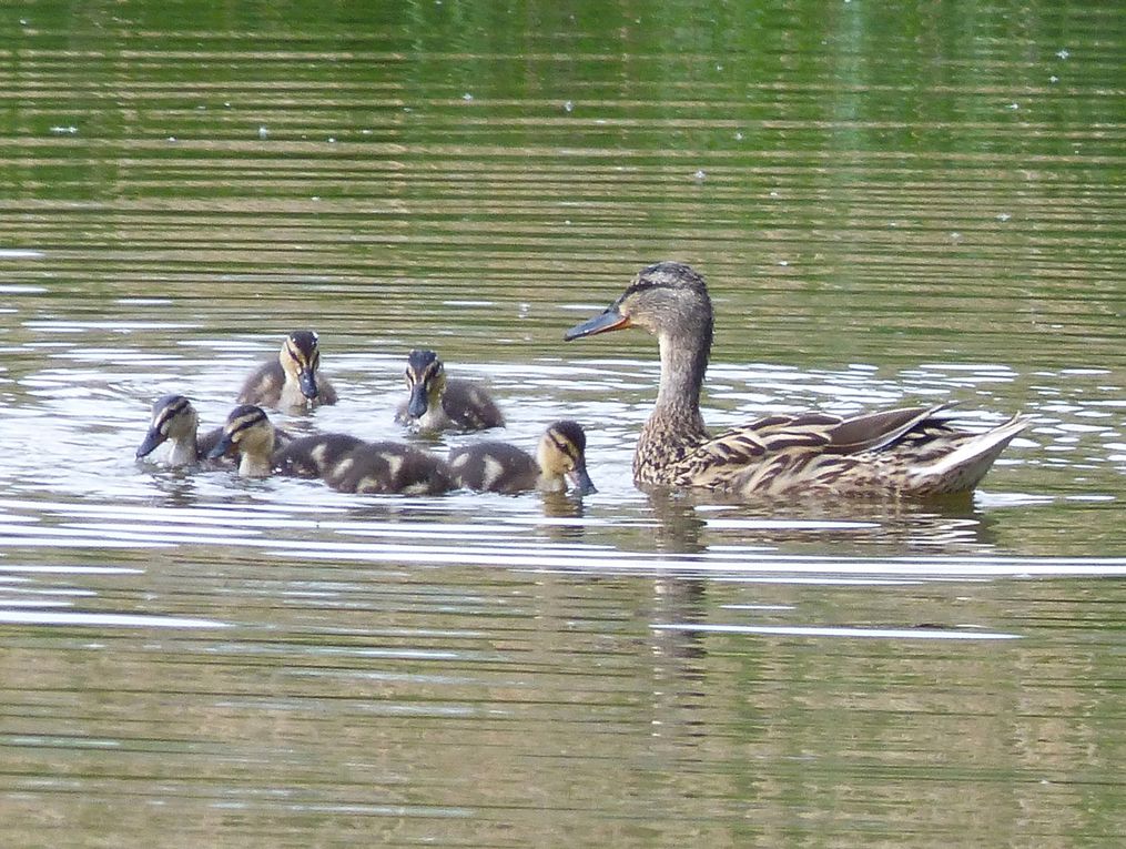 la danse des canards