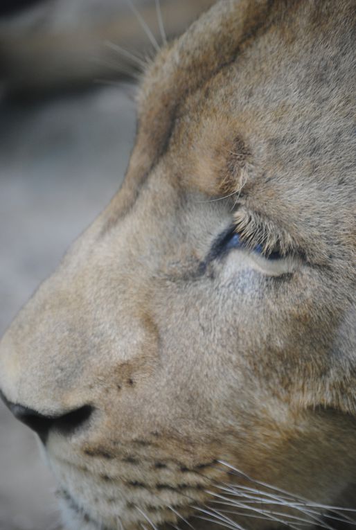 zoo de ST AIGNAN 
BEAUVAL