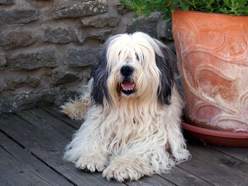 Chiens et chats divers rencontrés ou gardés chez moi... ou en visite !!