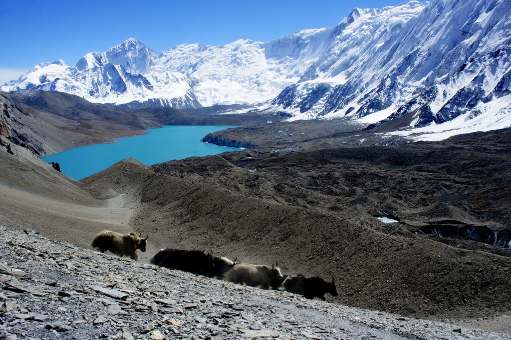 Grand trek au Népal : Chulu &amp; Lac Tilicho