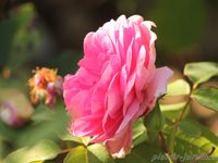 Les rosiers en G. de Ga à Gn.