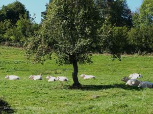 Le bonheur est dans le pré