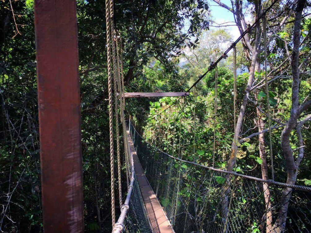 Après avoir grimpé un peu pour prendre de l'altitude, nous avons emprunté le chemin des Canopy. Nous voilà maintenant dans les airs à marcher d'arbre en arbre sur des ponts suspendus à 20 mètres de haut. Le parcours mesure 1,2 km, entre la hauteur et la vue, cette distance suffit pour s'en mettre plein les yeux et faire le plein de sensation forte (pour ceux qui ont le vertige). Cette activitée est vraiment à faire, puis pour 5 RM par tête en y réfléchissant on y est largement gagnant.