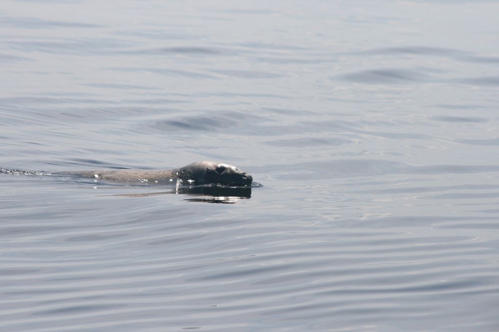 Album - Baleines-du-St-Laurent