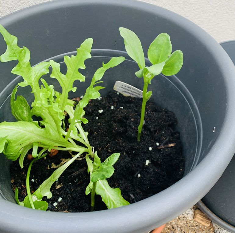 Il ne reste que deux plants de fèves sur les cinq graines semées. Sur la troisième photo, il y a un plant de "salade à couper" qui a été rajouté à côté des fèves