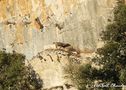 Gypaete barbu ( Gypaetus barbatus ) dans l'Aude (11)