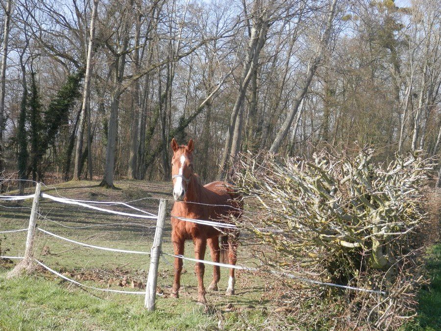 Le 06-03-14-Chailly en Brie