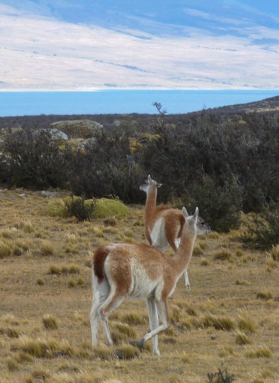 Et voilà l'album du Chili. Il vous permettra de découvrir tout ce que propose le Chili: la montagne, les glaciers, la mer, la ville, etc... Enjoy!!