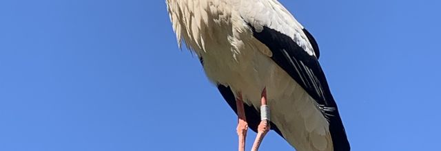 C'est le printemps, voici les petits cigogneaux