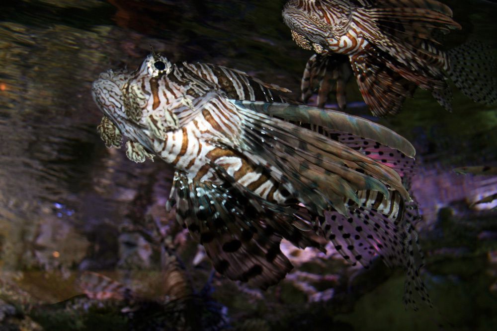 Visite de l'Océarium du Croisic Loire Atlantique