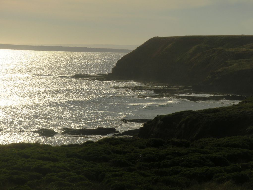 Petite virée sur l'île aux pingouins