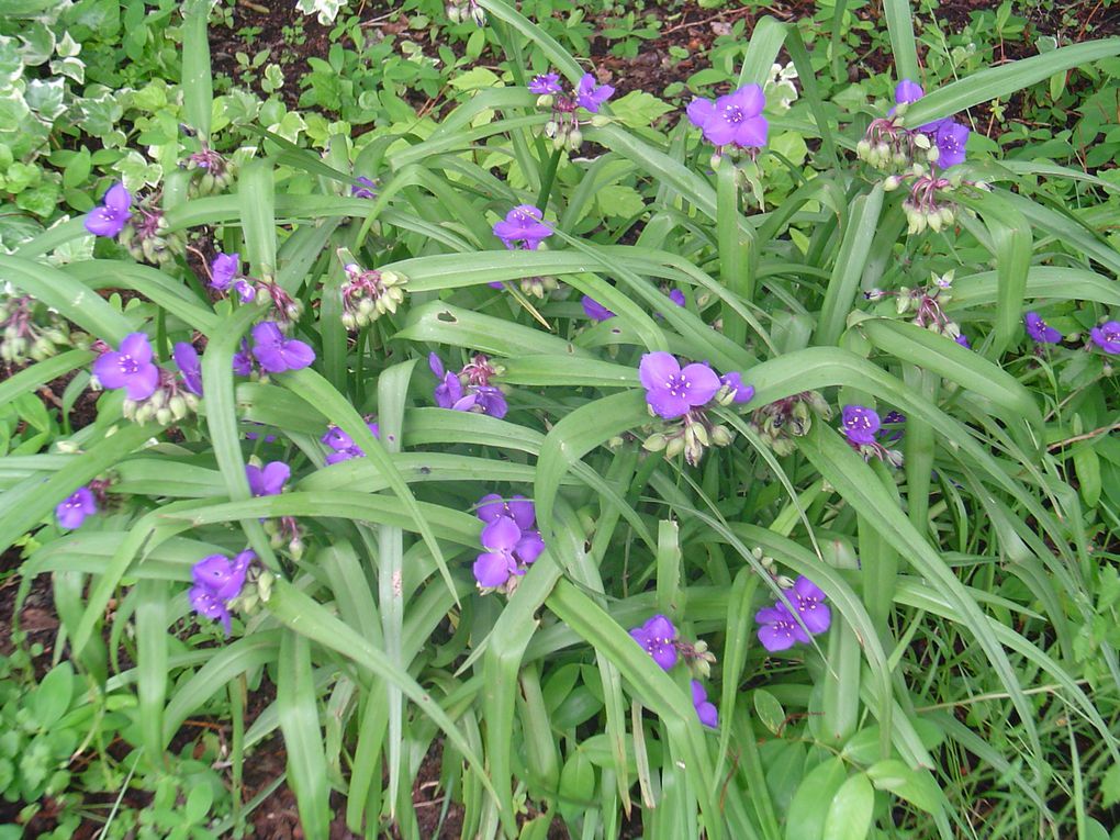 Album - Jardins-en-fleurs