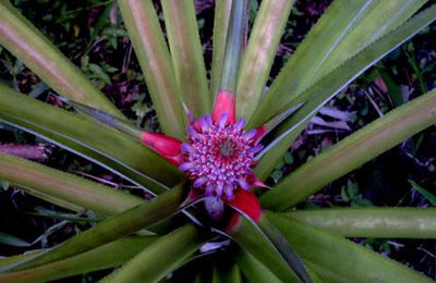 Voici des fleurs, des (futurs) fruits... mais peu de poésie...