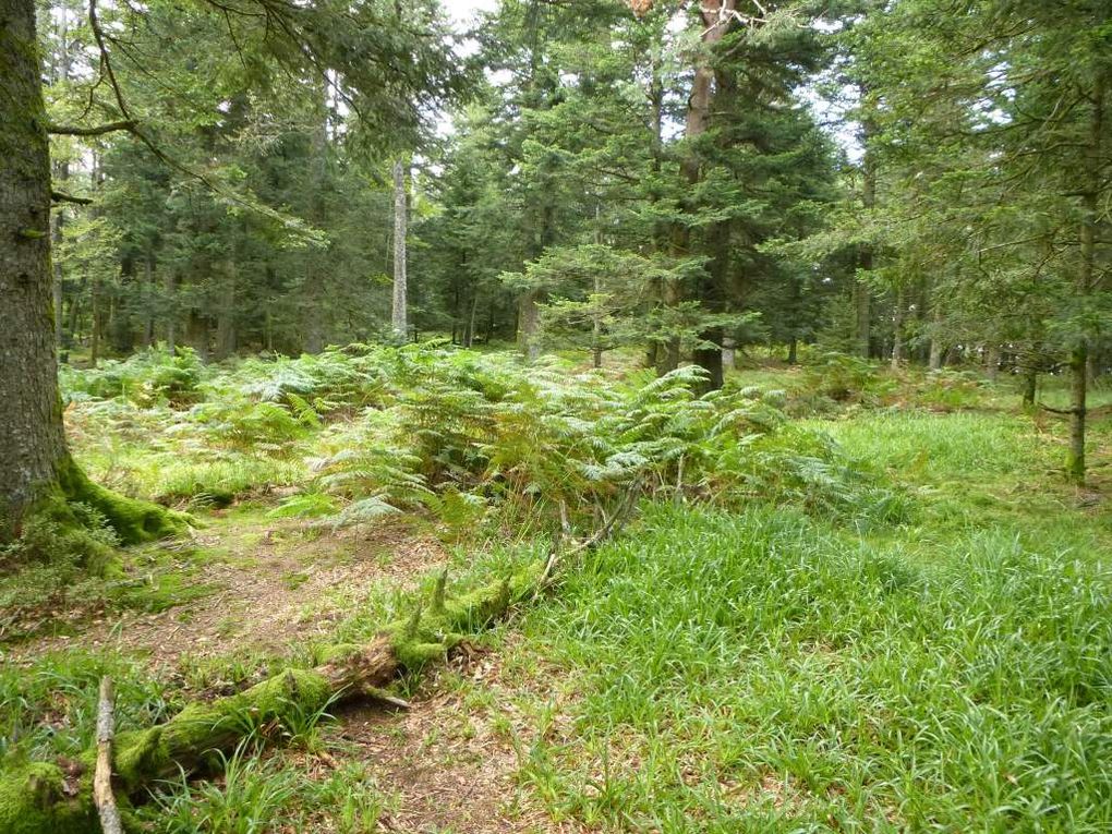 Baerenberg / Schneeberg (Wangenbourg-Engenthal) : le plateau tourbeux ...