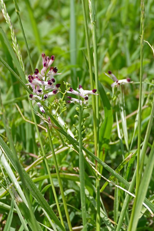 La flore autour de l'Etang